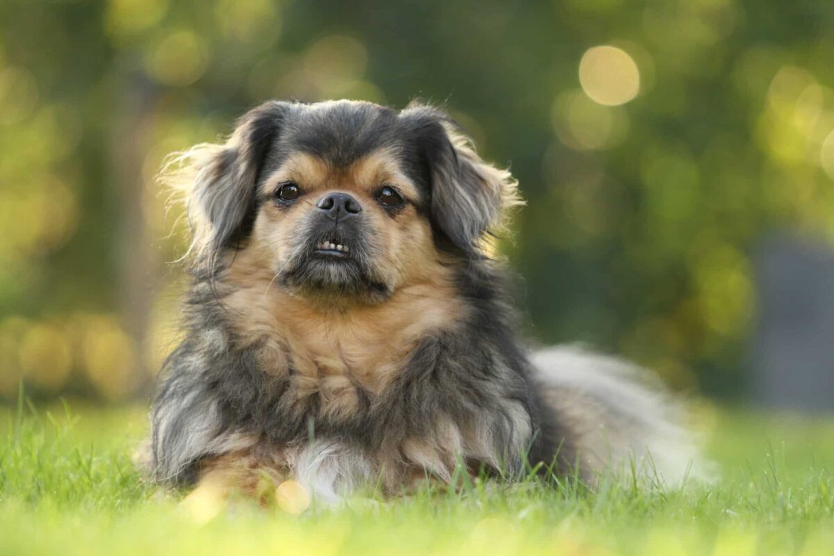 9 Laziest Little-Known Dog Breeds