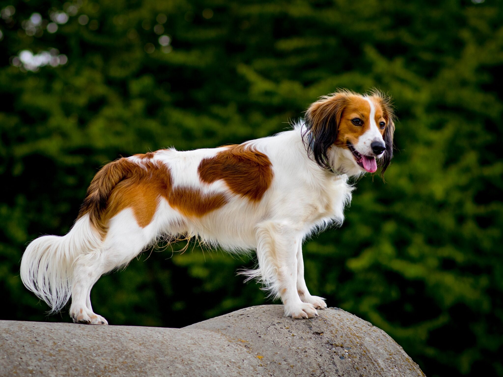 9 Lesser Known Dog Breeds Who Are The Most Devoted To Their
Owners