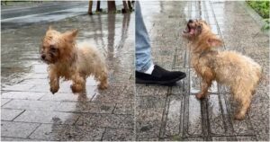 Abandoned Dog Flagged Down A Nice Guy And Stood At His
Feet