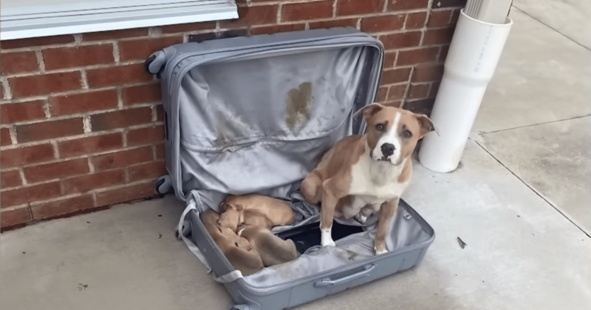 Abandoned Suitcase Found by Firemen Reveals Precious Cargo:
Puppies and Their Mama