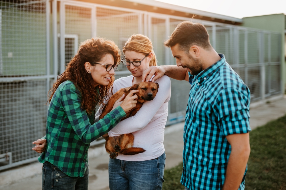 couple-wants-to-adopt-beautiful-dog-at-animal-shelter