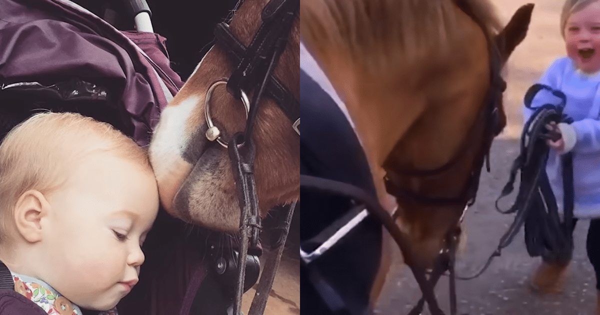 Adorable Pony Can’t Contain Joy When Meeting Baby Sister for
the First Time