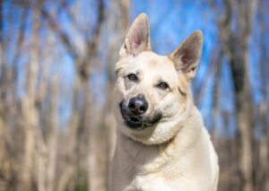 close up alaskan husky german shepherd mix dog