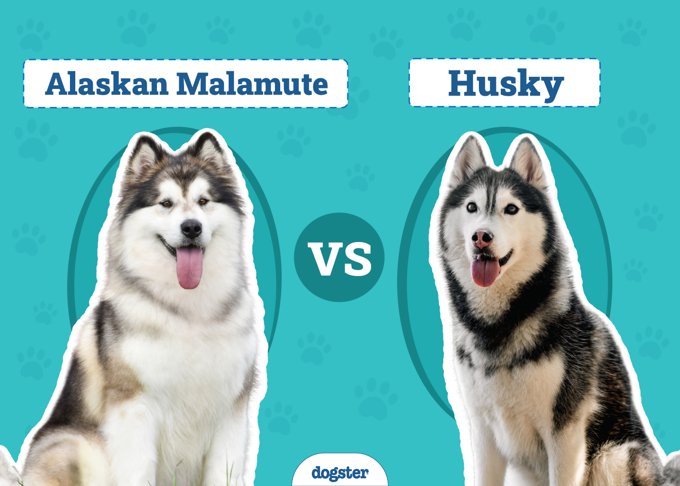 Alaskan Malamute vs Husky