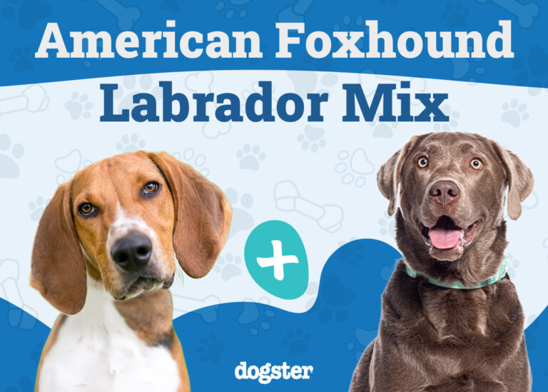 American Foxhound Lab Mix: Info, Pictures, Care, &amp;
Facts