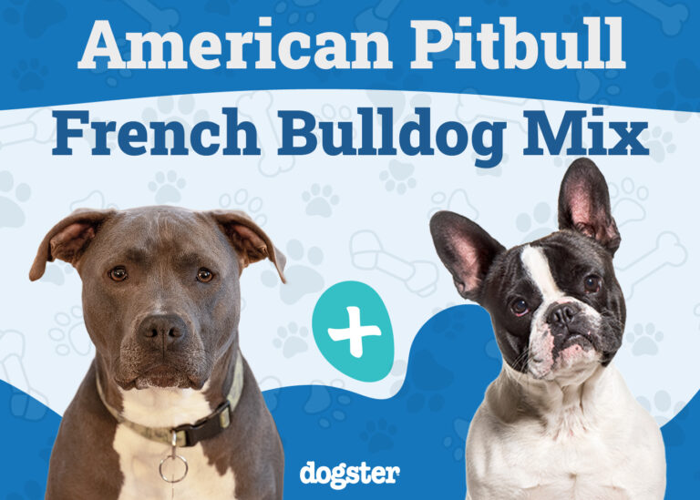 American French Bull Terrier: Dog Breed Info, Pictures, Care
Guide &amp; More