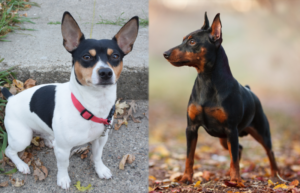 The Parent Breeds of American Rat Pinscher Side By Side