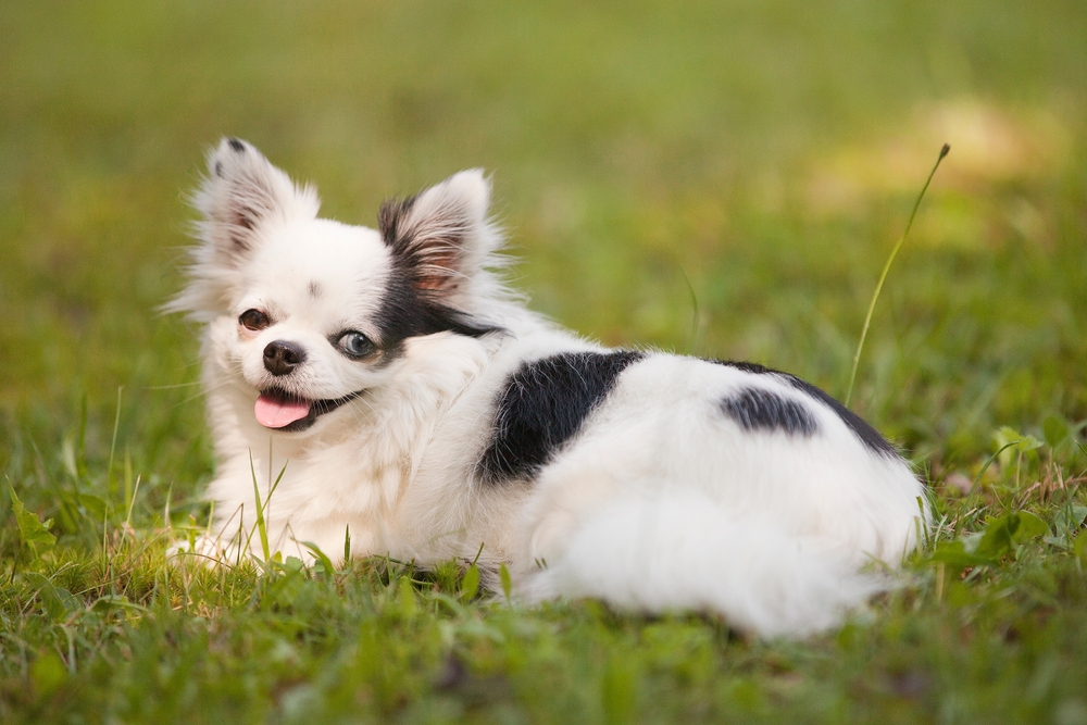 Long haired white and black teacup chihuahua