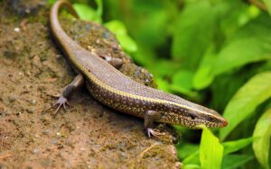 skink on a rock outdoors