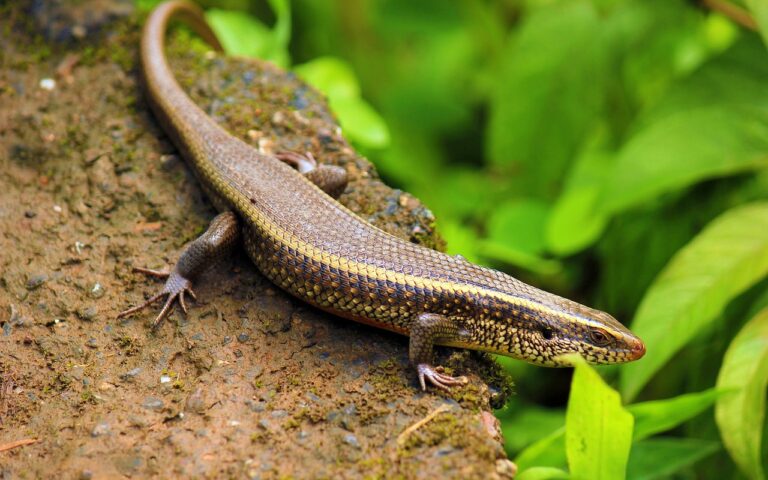 Are Skinks Poisonous to Dogs? Vet-Verified Dangers, Toxicity
&amp; Effects