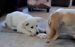 Small puppy staring at a senior dog