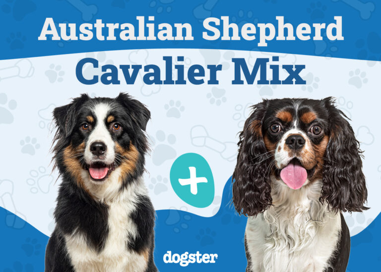 Aussalier Dog Breed: Info, Pictures, Care, &amp;
Facts