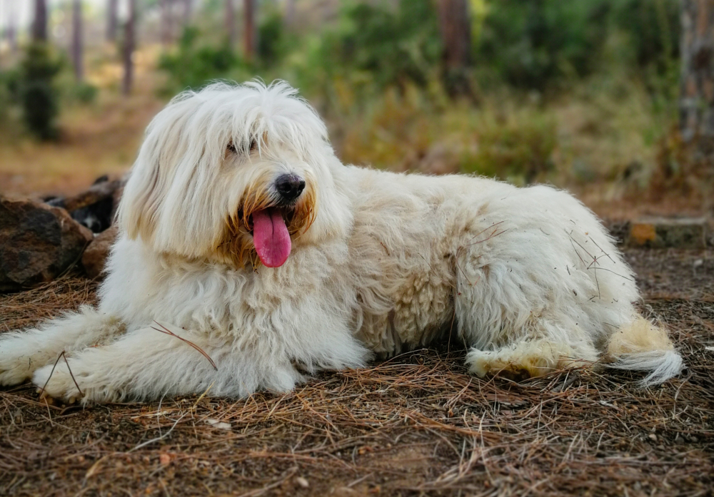 fluffy Barbado da Terceira dog