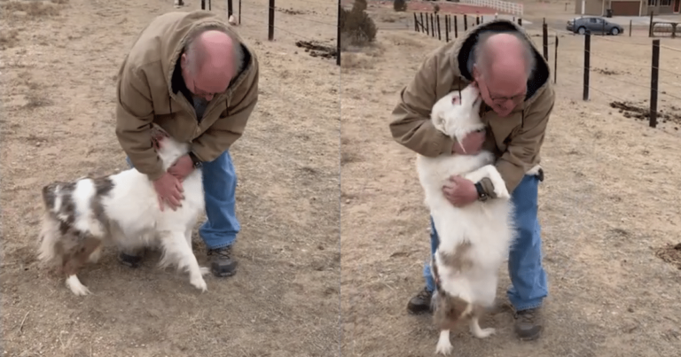 Blind-Deaf Dog Recognizes Owner Instantly in Heartfelt
Reunion Video