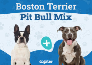 Boston Terrier Pit Mix