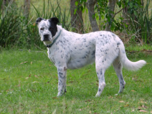 The Bull Arab is an Australian breed of pig hunting dog