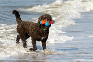 Black toy poodle dog playing in the surf at the beach