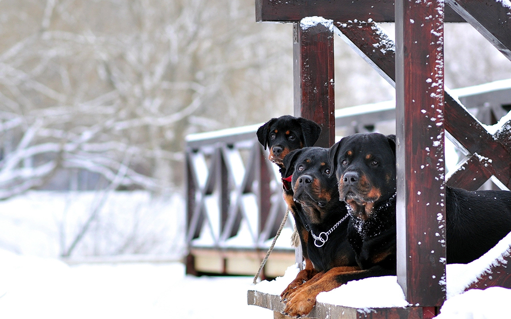 rottweiler dogs outdoor during winter