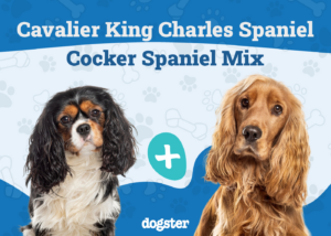 Cavalier King Charles Spaniel Cocker Spaniel Mix