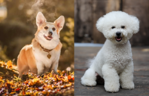 The Parent Breeds of Corgi Bichon Mix