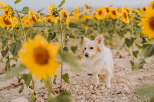 corgidor mix dog in sunflower field