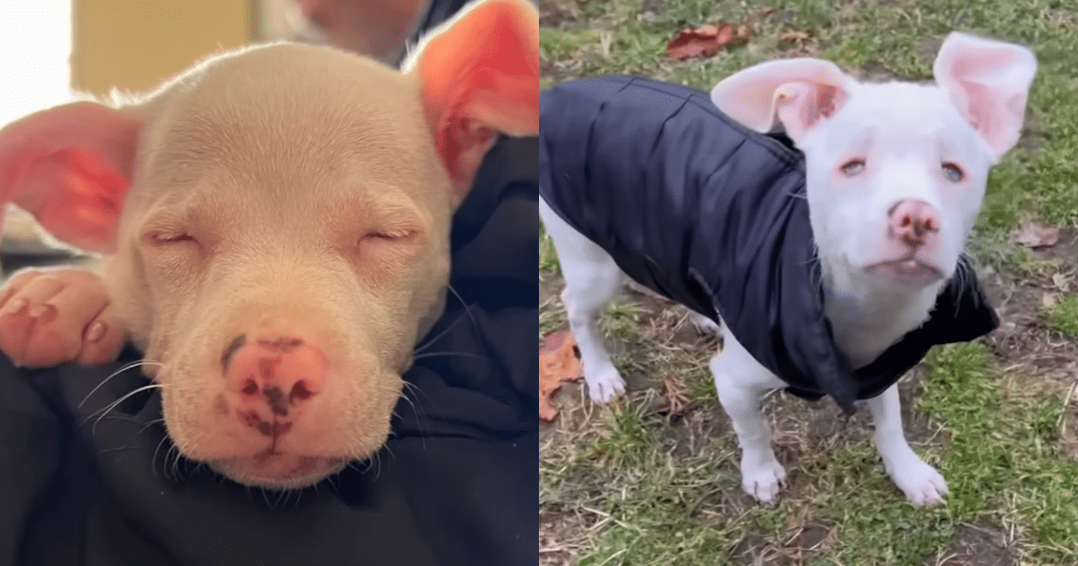 Couple Adopts Blind Pup, But His Personality ‘Surprises’
Them