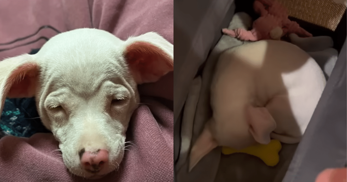 Couple Brings Home Blind Dog Left in a Box and Witnesses a
Beautiful Transformation