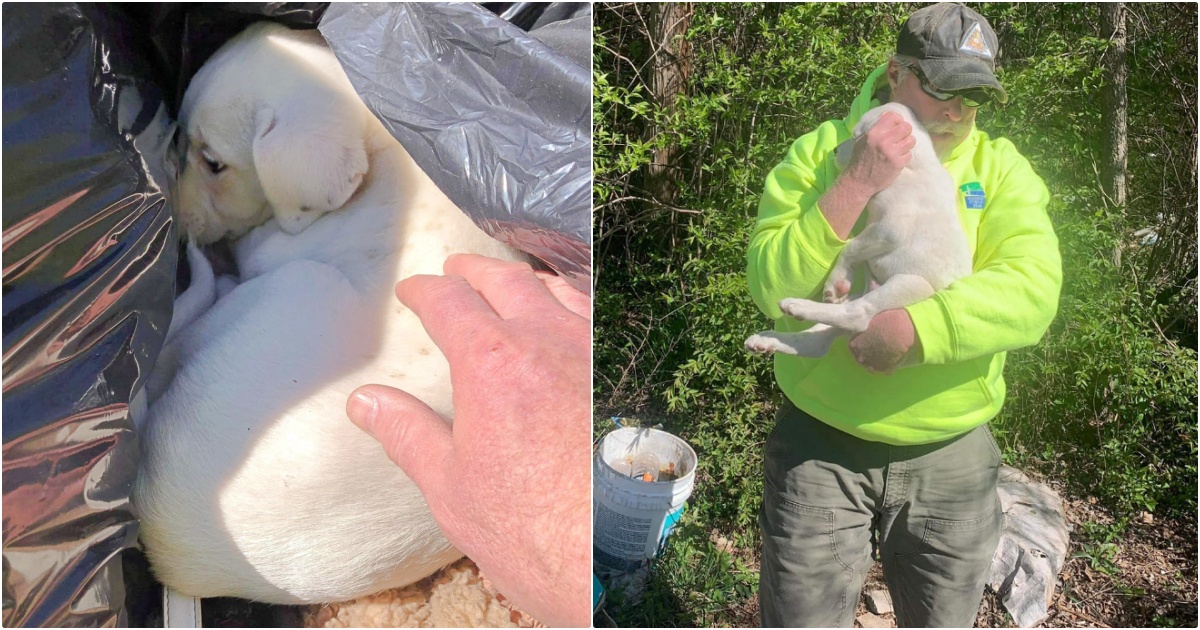 Crew Member Sees A Puppy Sleeping In The Trash And Knows
It’s Meant To Be