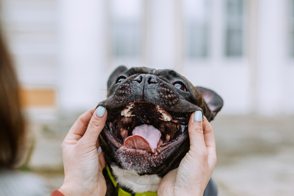 french bulldog with mouth open showing its teeth