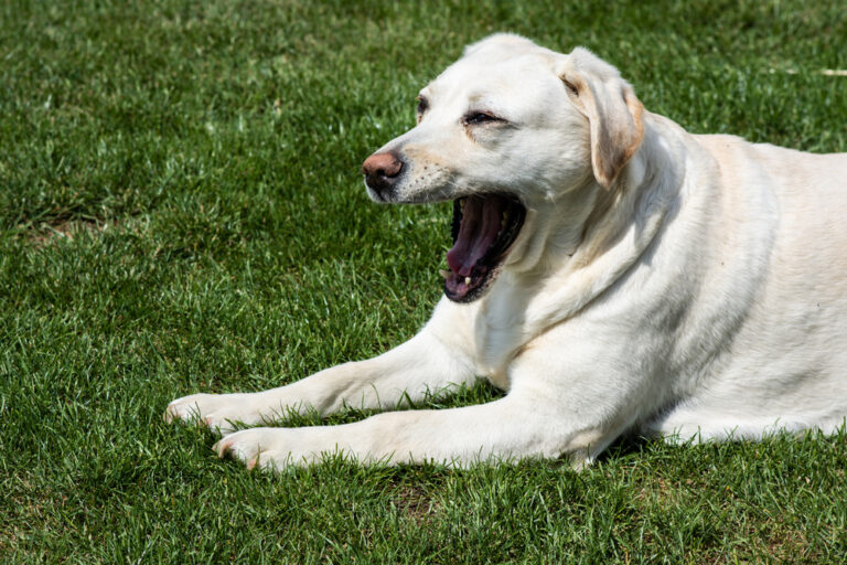 Do Dogs Have a Gag Reflex? Our Vet Explains