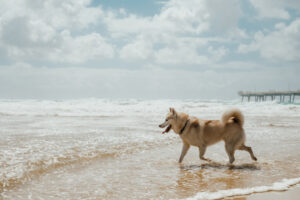 Siberian husky dog running on ocean's beach on sunny day