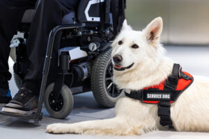 service dog beside the person on a wheelchair