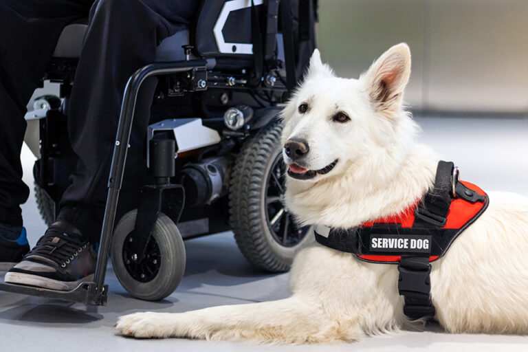 Do Service Dogs Have to Wear a Vest? Vet-Verified Facts
&amp; Info