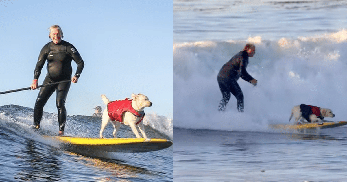 Dog Becomes ‘Wave-Obsessed’ After Surfing Session with
Dad