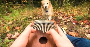 Dog Captivated by the Sound of “Can’t Help Falling In Love”
Played on an Instrument