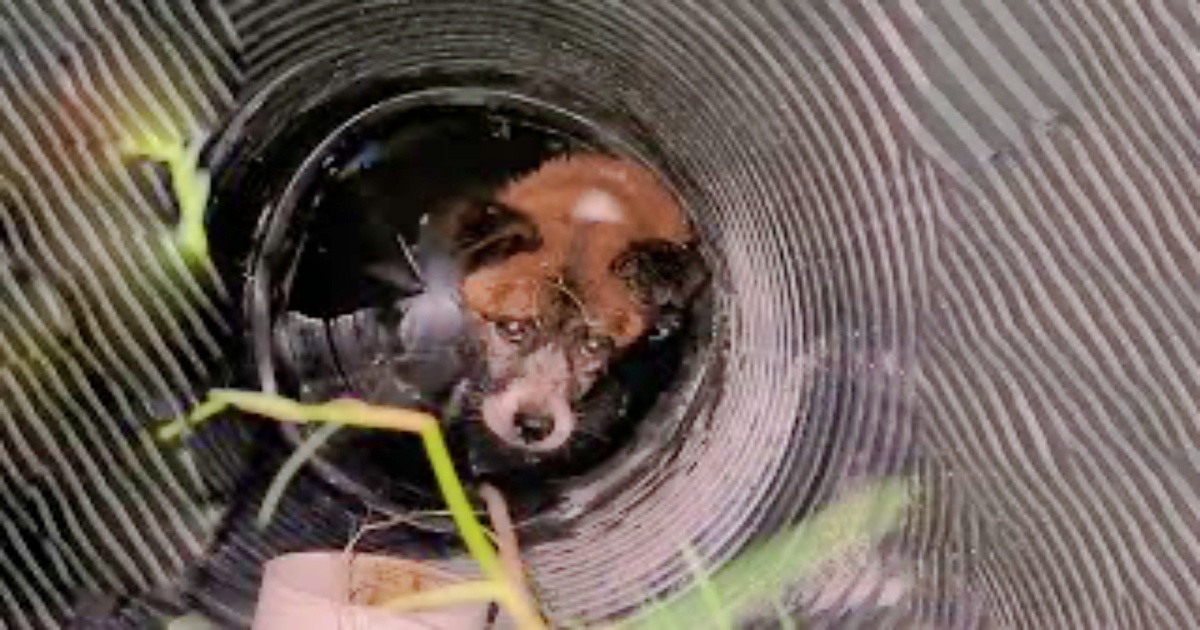 Dog Fell Into Well And Fought To Keep His Head Above
Water