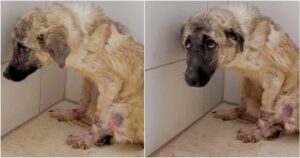 Dog Hiding In The Back Of Kennel Was Ready For A Blissful
Beginning