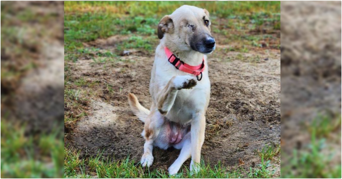 Dog Pelted By Rocks Survives Surgery By Flashlight