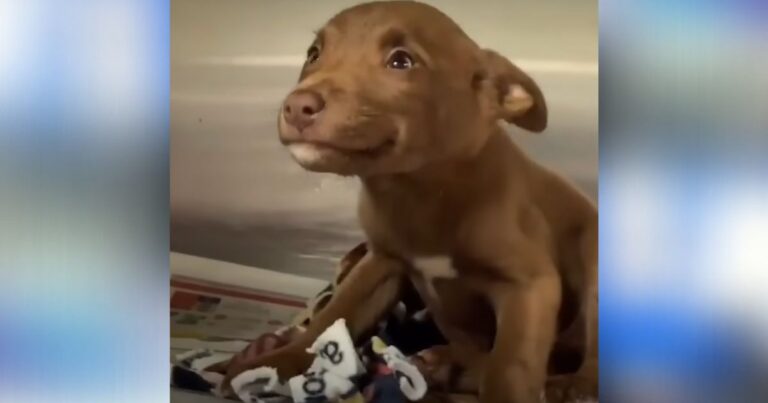 Dog Refuses to Stop Smiling After Being Brought to Animal
Shelter