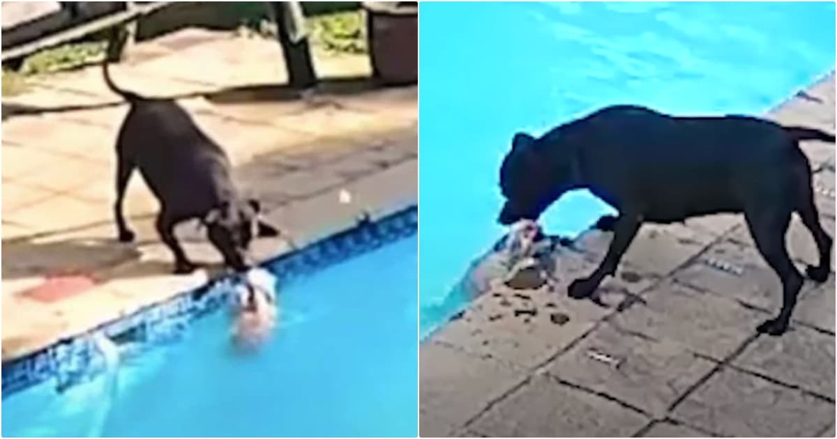 Dog Spends 34 Min Trying To Rescue Her Tiny Friend