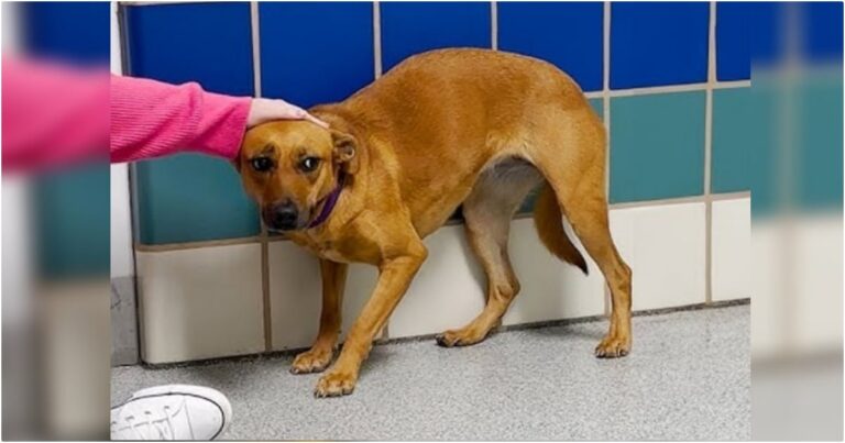 Dog Tucked Tail Between Her Legs And Retreated Back Into Her
Kennel