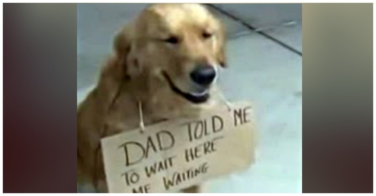 Dog Was Spotted Outside Store All Alone, With Sign Around
His Neck