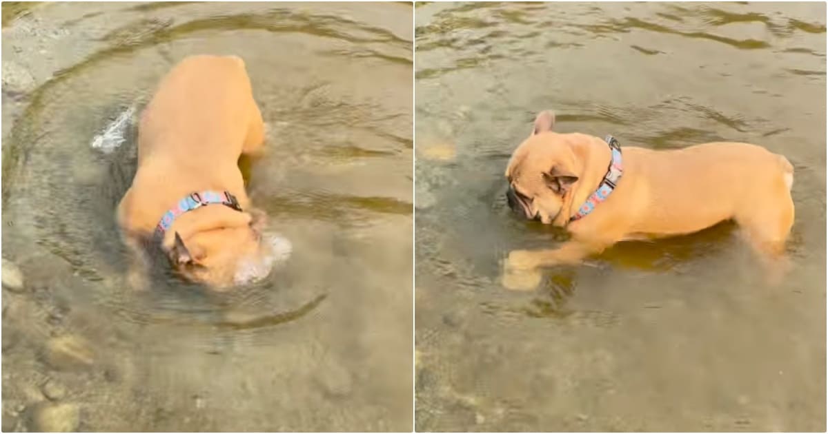 Dog ‘Comes Unglued’ When Rock’s Trapped Under Water