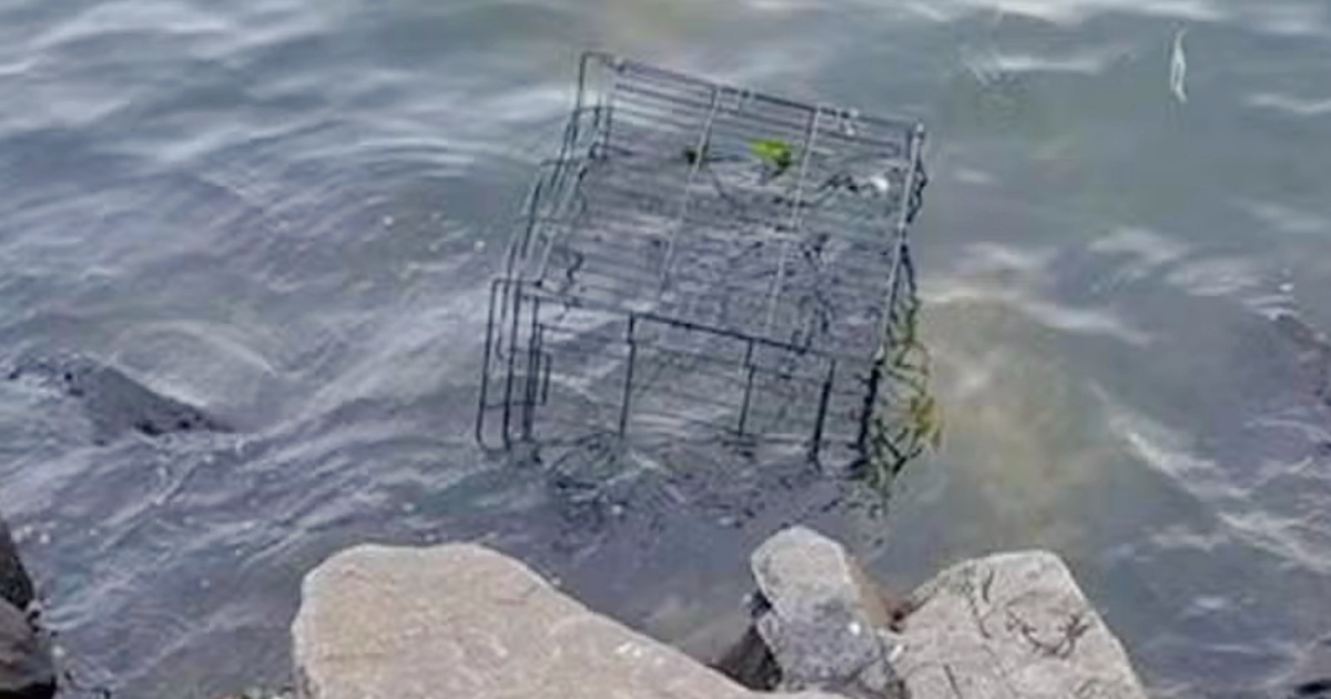 Dog’s Bark ‘Broke Calm’ Of The River When Banged Up Cage
Floats Over