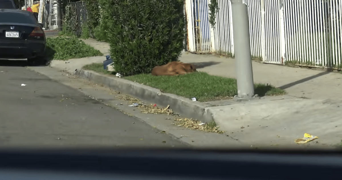 Family Dumped Their Old Dog And Left Him Alone To Navigate
Life on the Streets