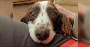 Family’s Gesture To Aging Dog Who Can’t Climb Stairs