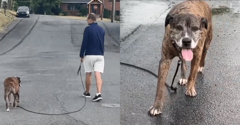 Final Walk: Entire Town Bids Farewell to Their Beloved
Rescue Dog