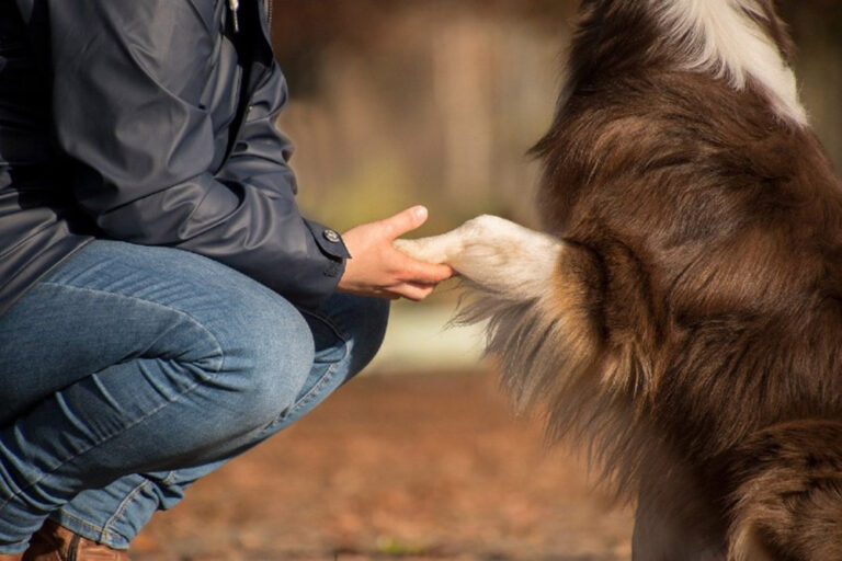 Five Freedoms of Animal Welfare: Vet-Approved Explanation
and Info