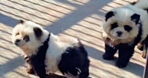 Folks In Uproar When Zoo Promoted Mini-Pandas That Aren’t
Pandas At All