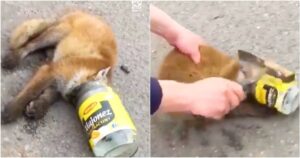 Fox Collapses After Head Gets Stuck In Jar, Farmer Grabbed A
Hammer